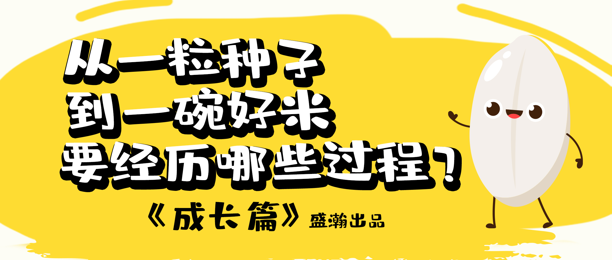 大米的一生-成長(zhǎng)篇 | 從一粒種子到一碗好米要經(jīng)歷哪些過(guò)程？